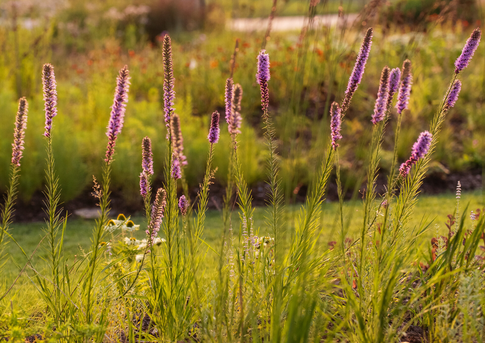 Liatris pycnostachya